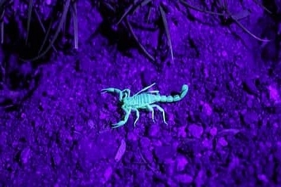 скорпиони