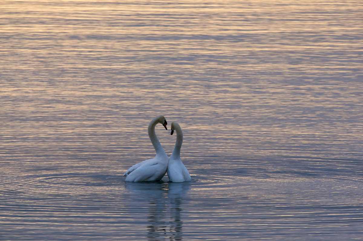 Love birds