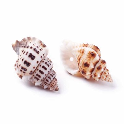 Висулки от ръковина на морски охлюв, 23~33x13~18x10~15,5 мм а