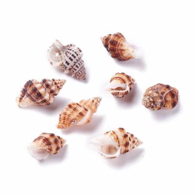 Висулки от ръковина на морски охлюв, 23~33x13~18x10~15,5 мм аа